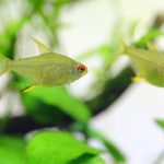 飼育110日目　レモンテトラ